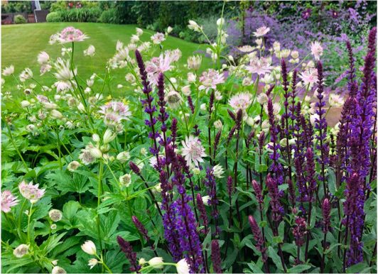 Photo of some beautiful, purple flowers.